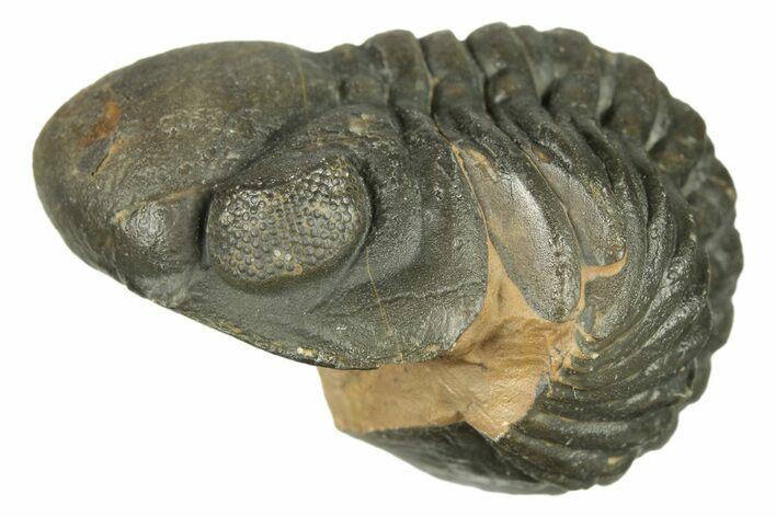 Long, Enrolled, Reedops Trilobite - Atchana, Morocco #269188